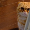 見てしまった猫 (蔵出し写真)