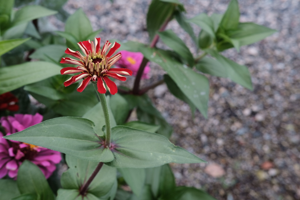 道端の花