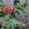 道端の花