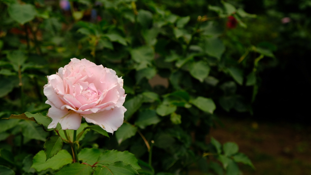 薔薇