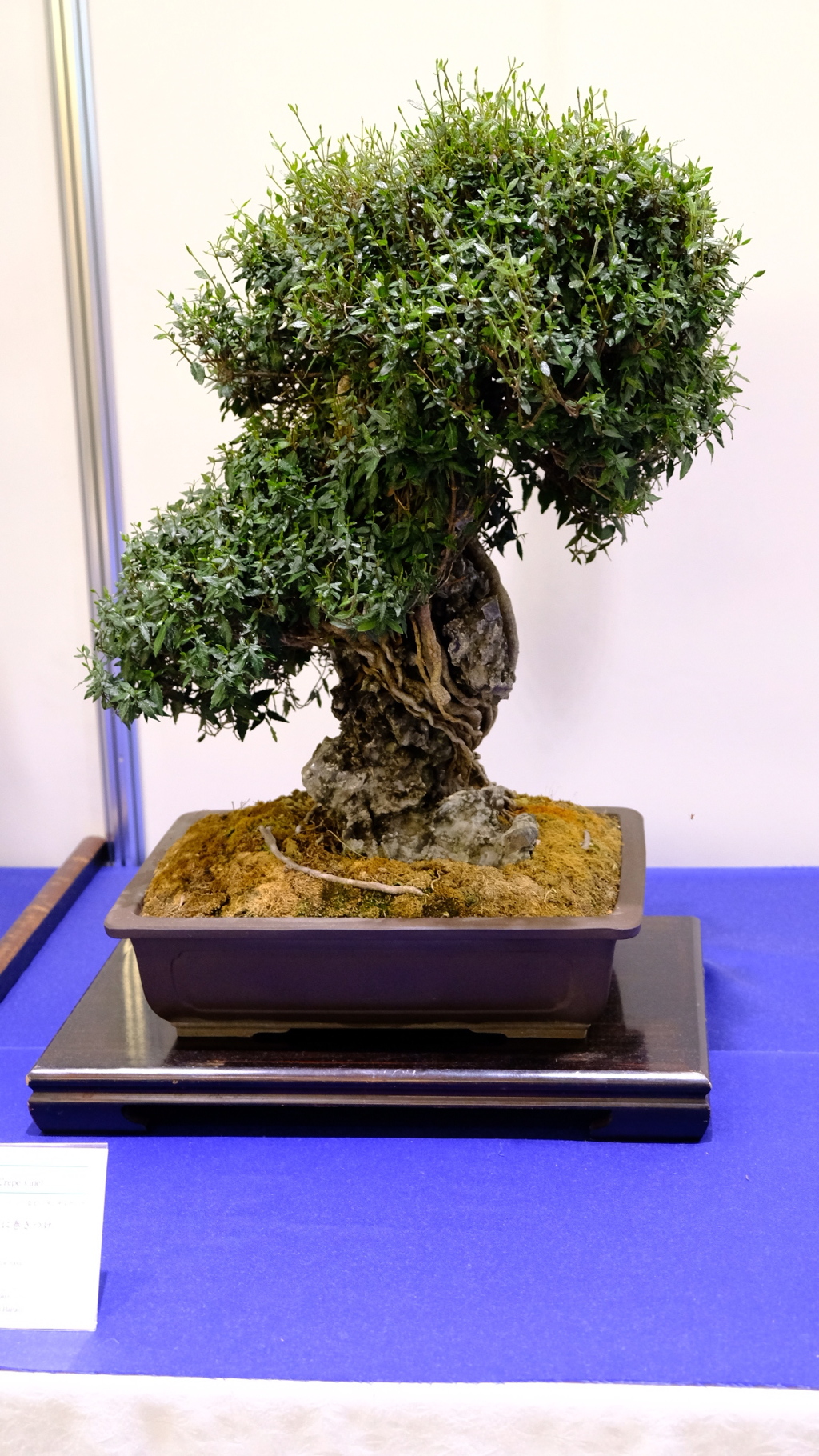 世界盆栽大会にて