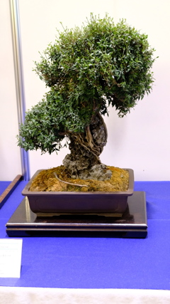 世界盆栽大会にて