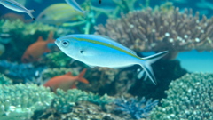 カラーリングが神がかりな魚