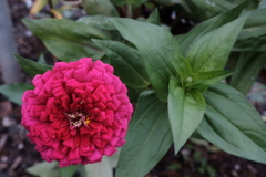道端の花