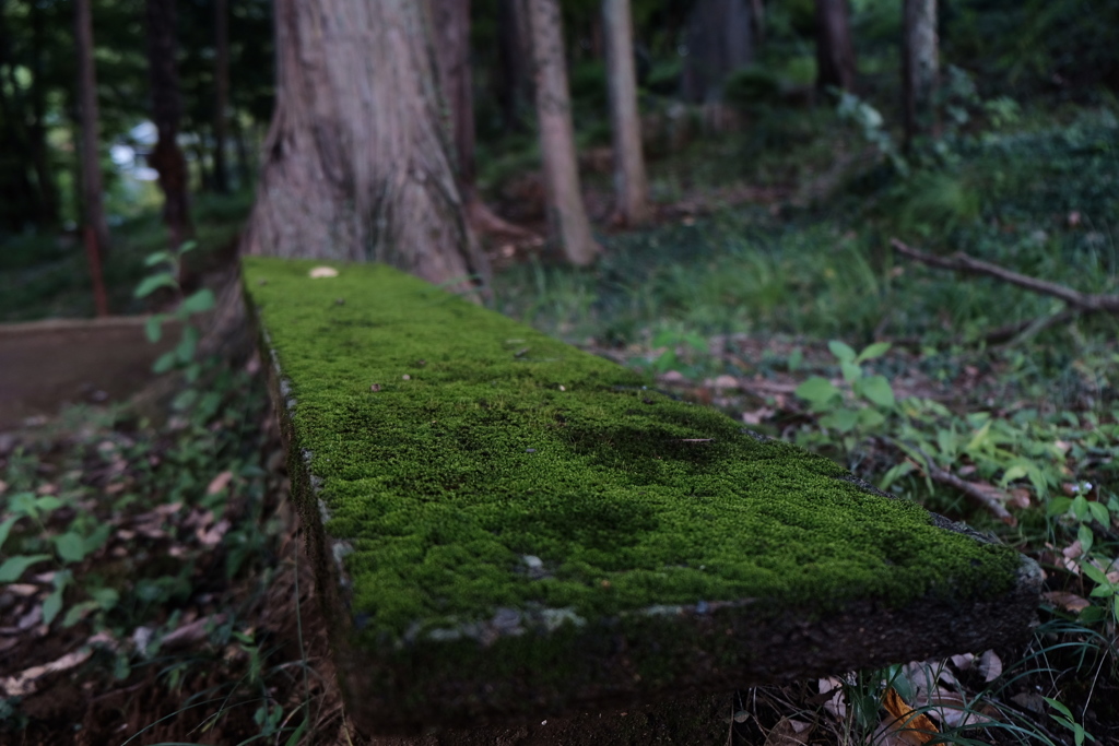 苔ベンチ