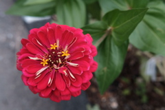 道端の花