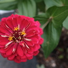 道端の花