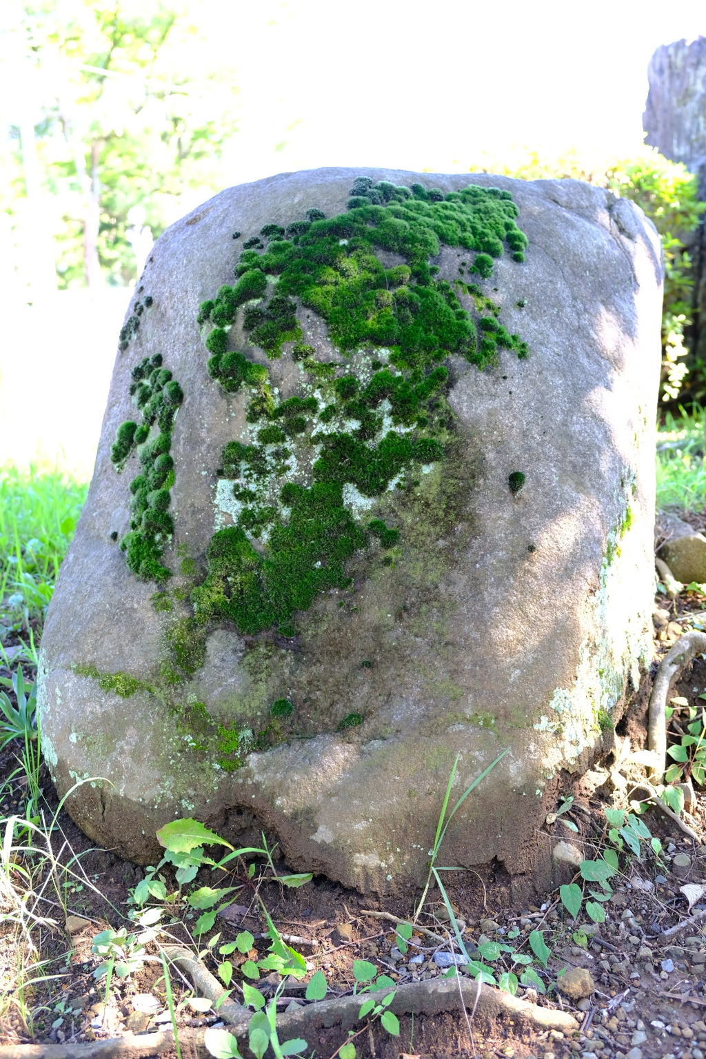 苔