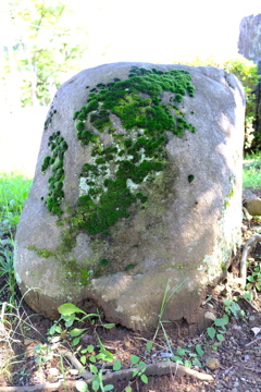 苔