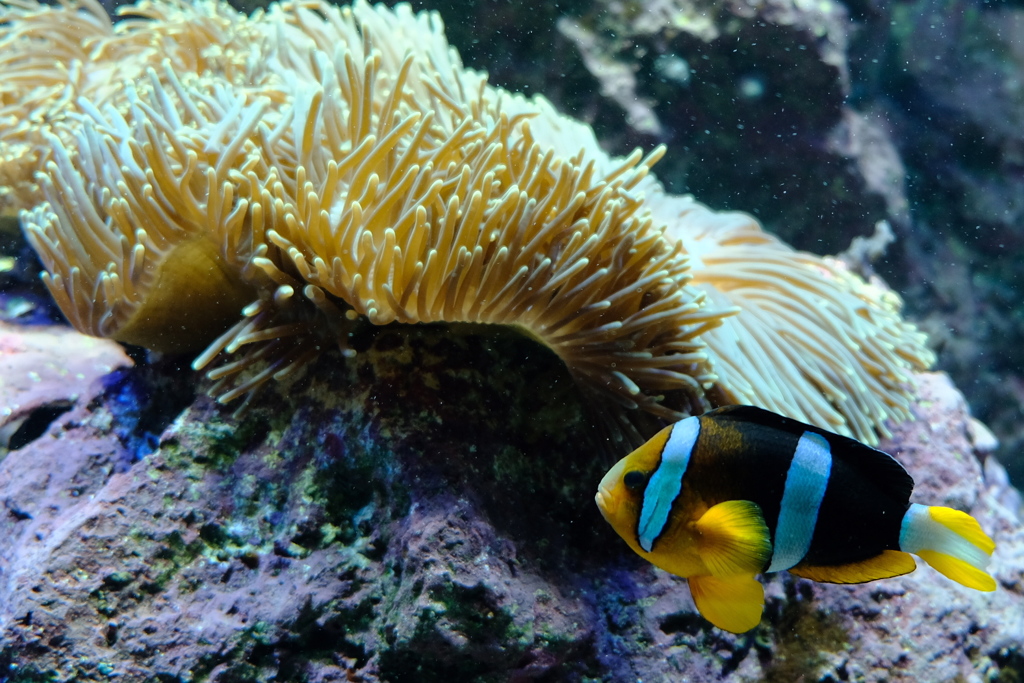 池袋サンシャイン水族館にて