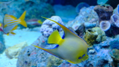 池袋サンシャイン水族館にて