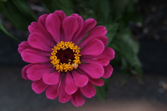 道端の花