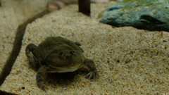 ブサカワ