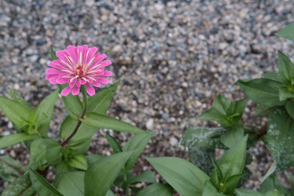 道端の花
