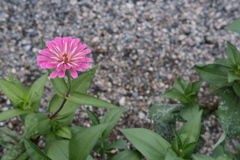 道端の花
