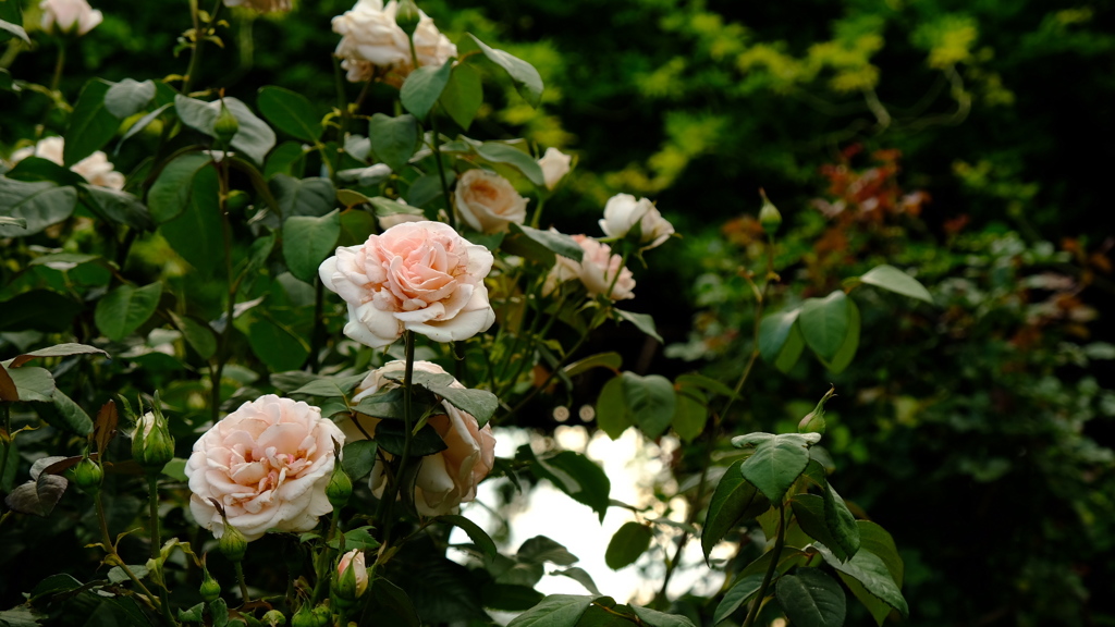 薔薇