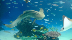 サメの躍動感