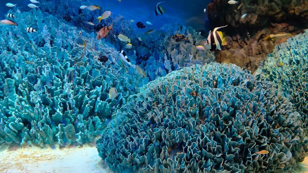 池袋サンシャイン水族館にて