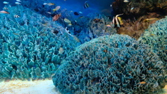 池袋サンシャイン水族館にて