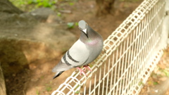 睨み