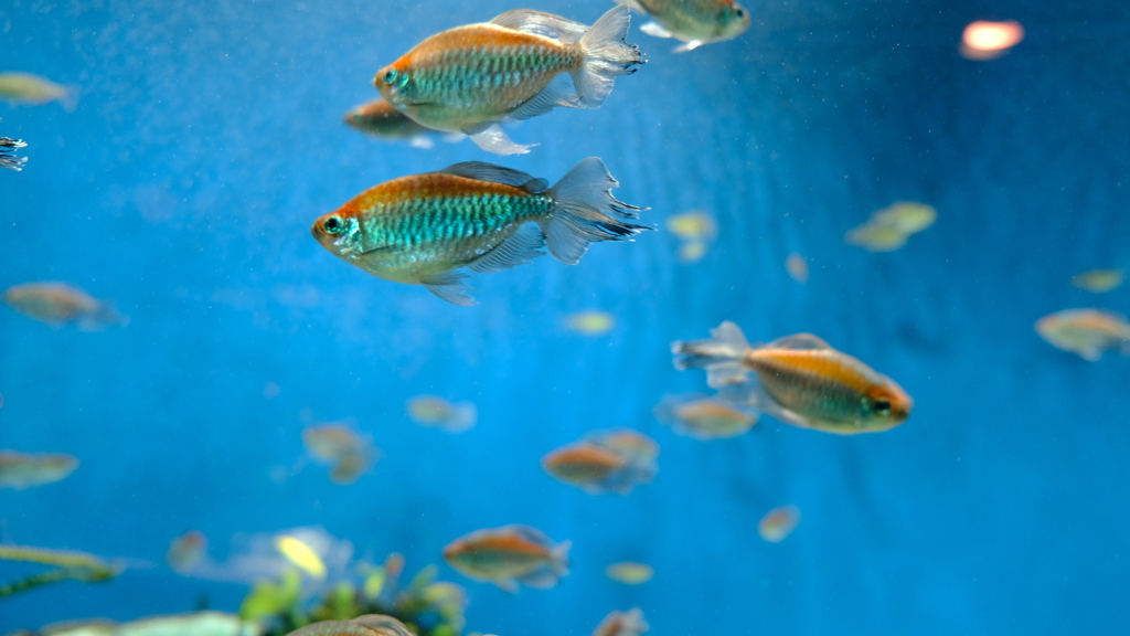サンシャイン水族館 淡水魚
