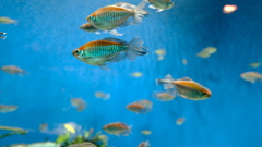 サンシャイン水族館 淡水魚