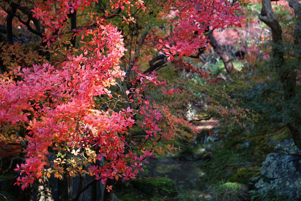 京都 毘沙門堂紅葉狩り