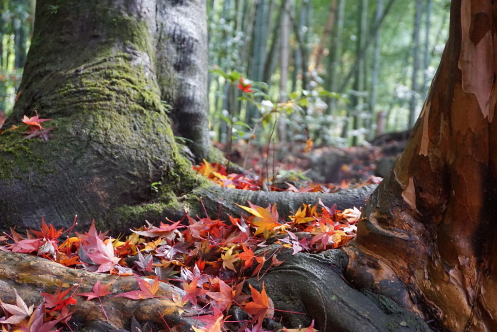 落ち紅葉