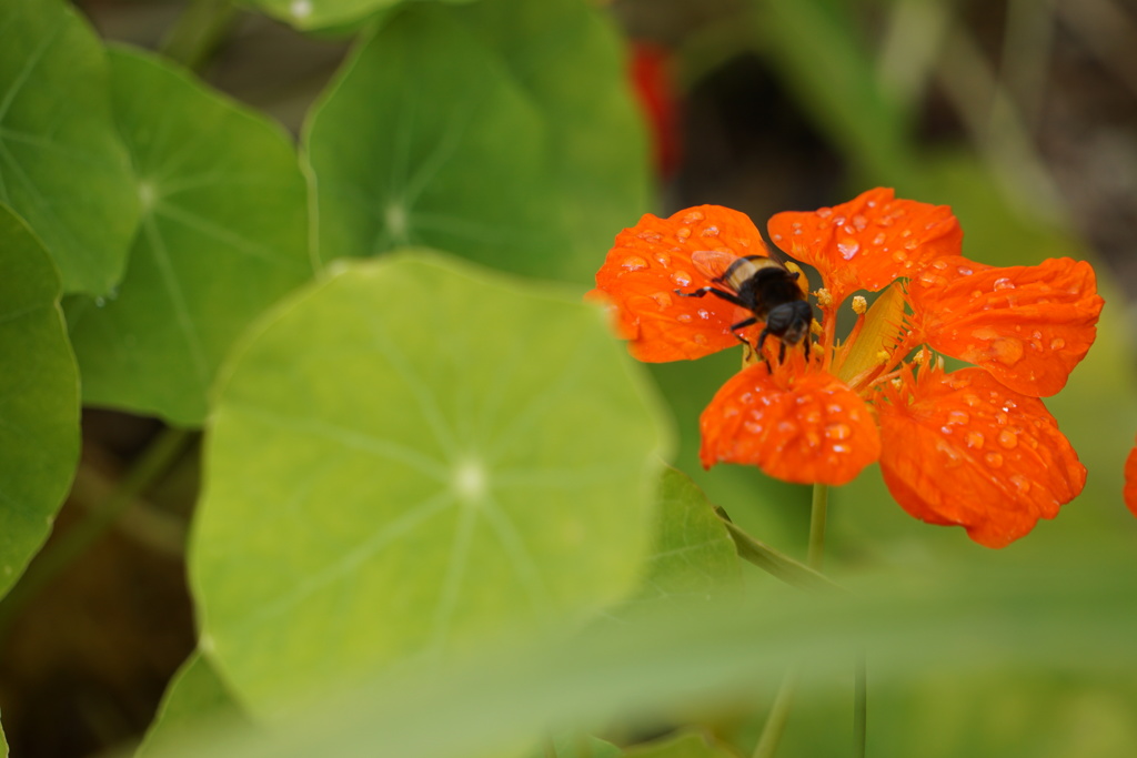 小さな生命・・・（京都府植物園にて②）