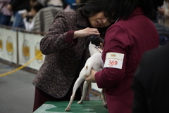 日本テリア