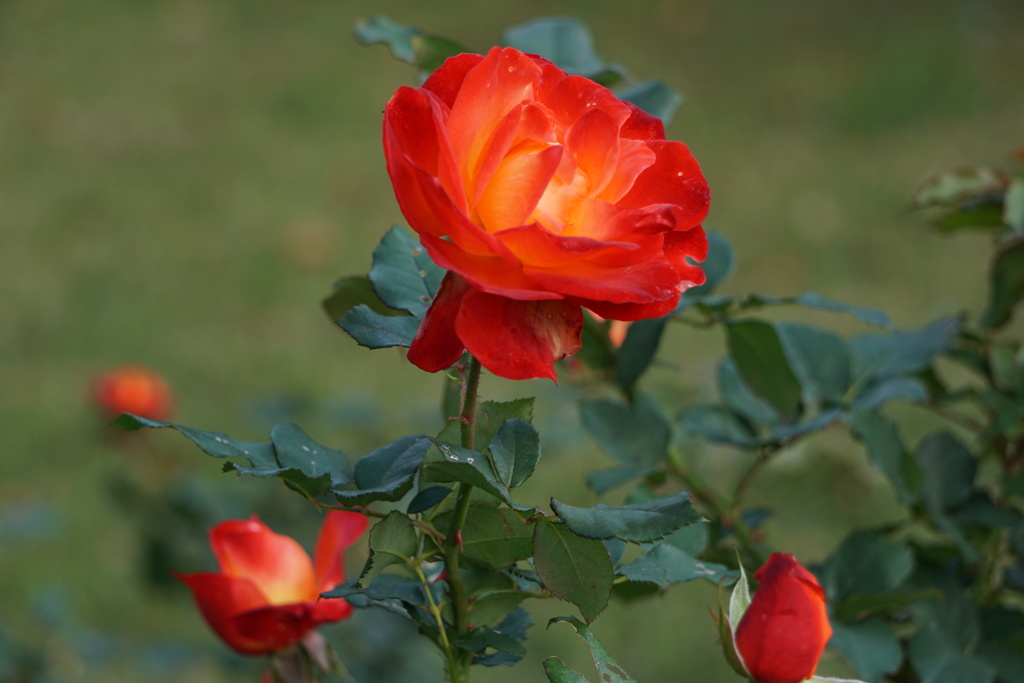 彩の花・・・（京都府植物園にて①）