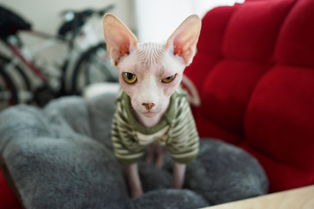 A Sphinx Cat