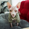 A Sphinx Cat