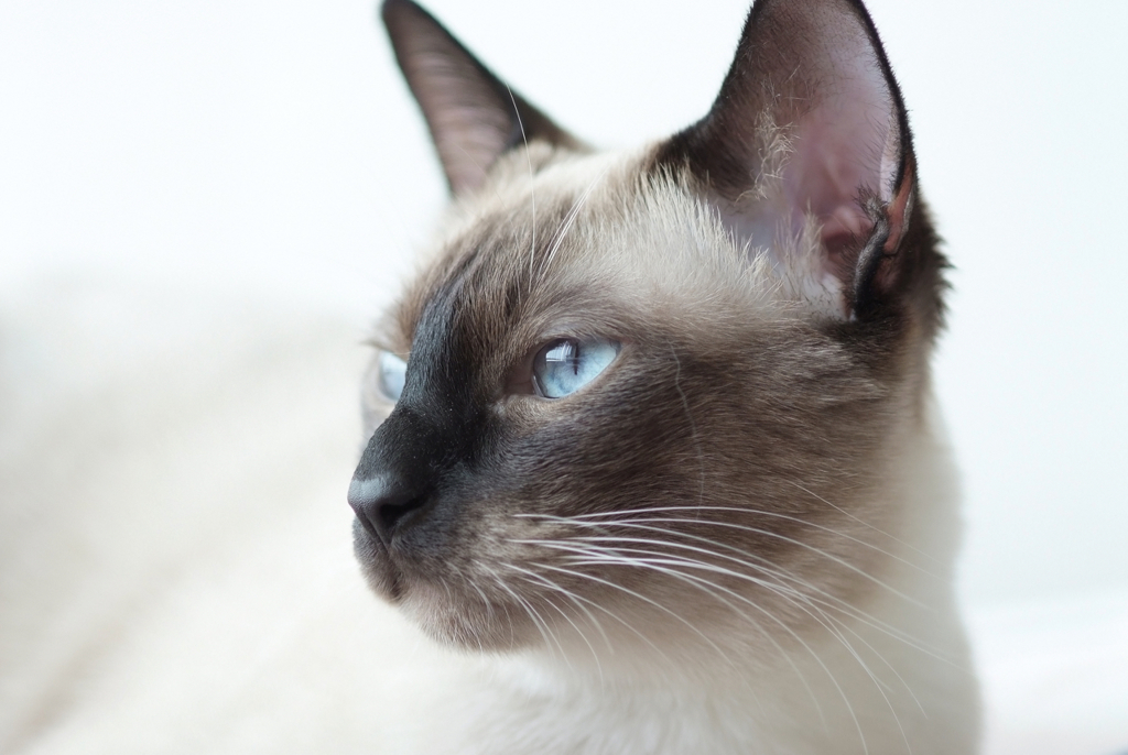 A Siamese