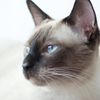 A Siamese