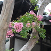 元興寺-6