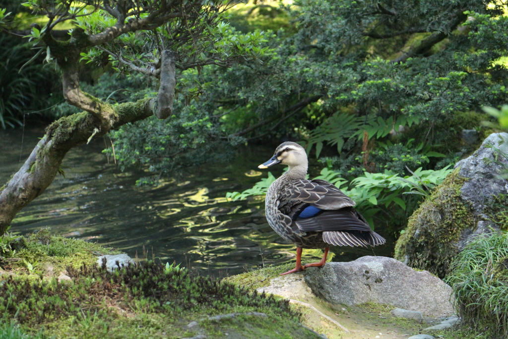兼六園-3