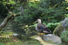 兼六園-3
