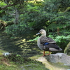 兼六園-3