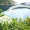 立山連峰 みくりが池-3