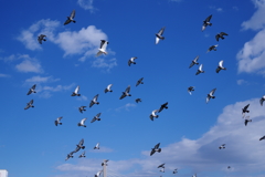 鳩の群れ