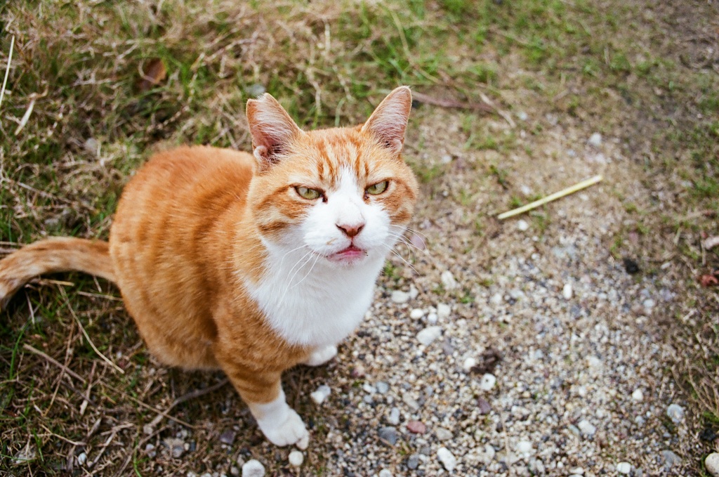 野良猫