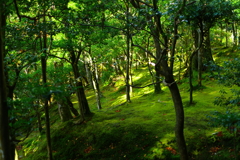 苔の山