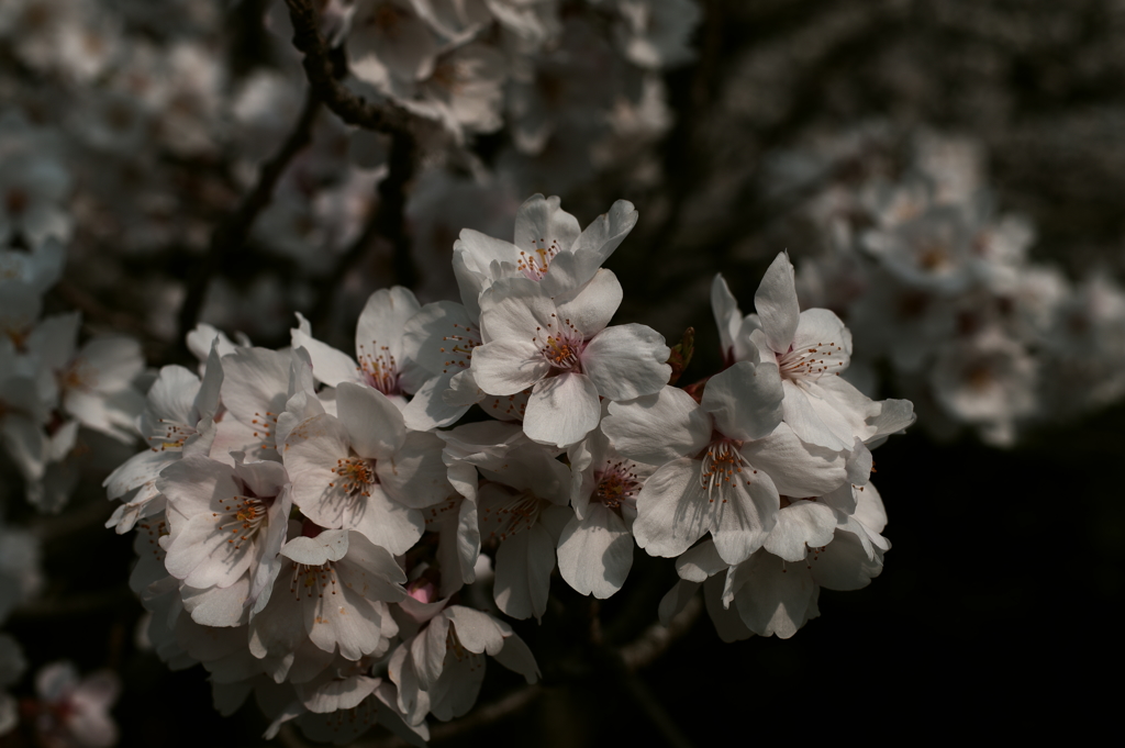 桜