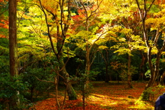 紅葉