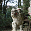 Guardian lion-dog at Shinto shrine