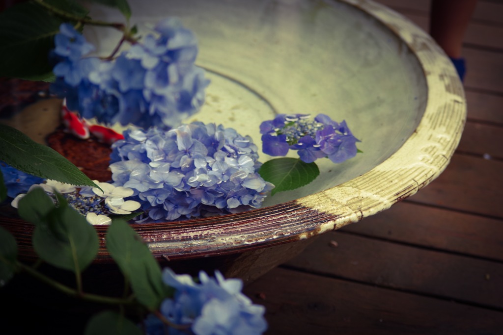 紫陽花