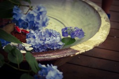 紫陽花
