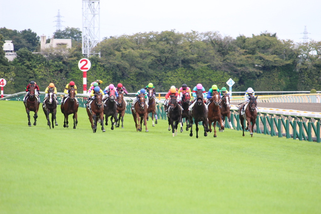 東京競馬場直線！