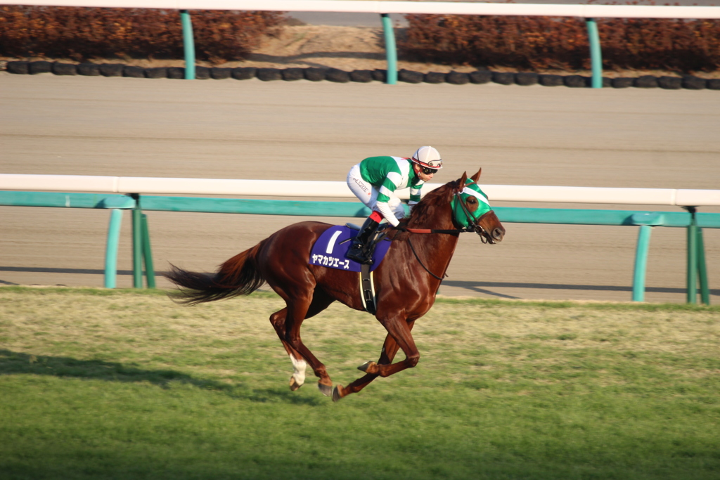 ヤマカツエース&池添謙一(5東京8)11R